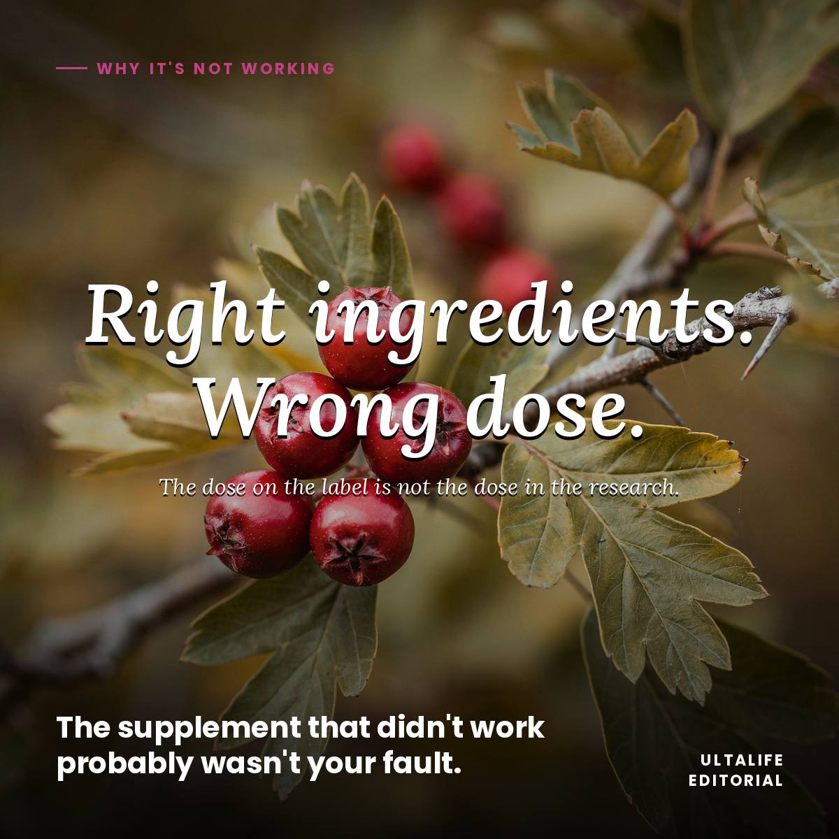 Close-up of fresh hawthorn berries on a branch. Hawthorn Berry is the primary ingredient in ULTALIFE Advanced Blood Pressure Support, used at 300mg — the research-consistent dose.