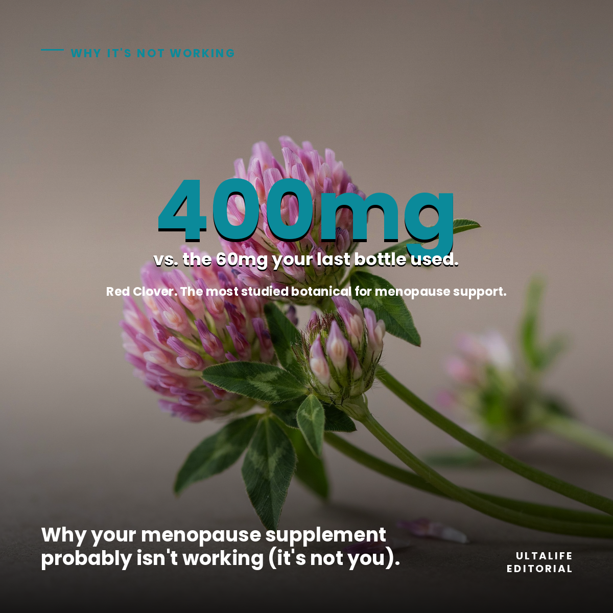Fresh red clover flowers on a neutral surface. 400mg vs. the 60mg your last bottle used — why the Red Clover dose is the whole story in most menopause supplements.